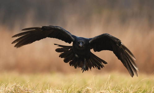 普通乌鸦在自然栖息地飞行照片