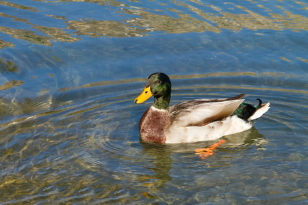 duckanas platyrhynchos