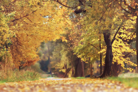 秋天的风景黄色的树在秋天公园, 明亮的橙色森林