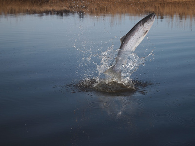 从水三文鱼跳出来照片