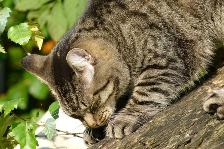 在花园里猫不错