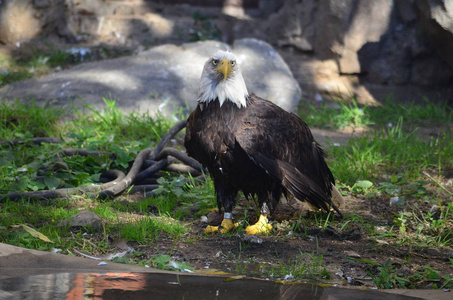 老鹰在莫斯科动物园图片