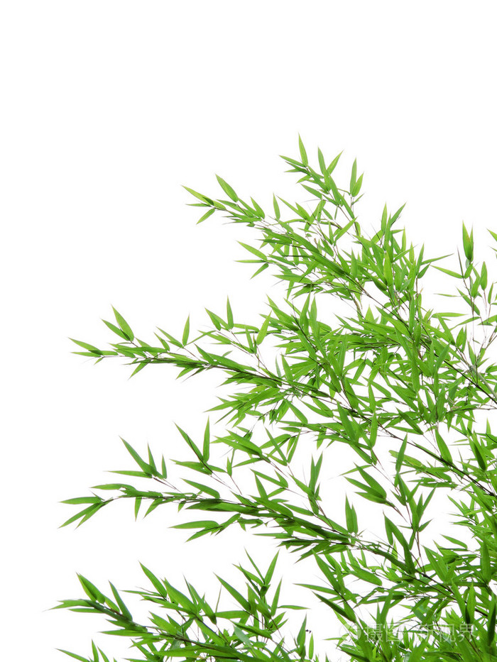 在白色背景上的竹叶