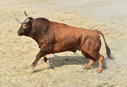 在西班牙的大牛市图片