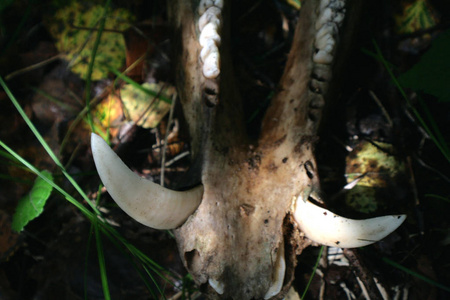 野猪的下颌。在秋季森林意外发现。大点击牙齿看起来吓人