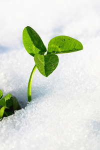 雪中的春天绿草