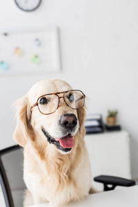 工作场所眼镜商业金猎犬犬图片