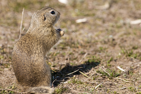 gopher souslik 地面松鼠