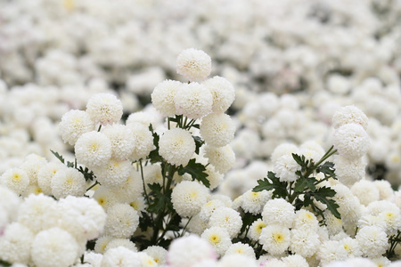 在花园里的菊花花开