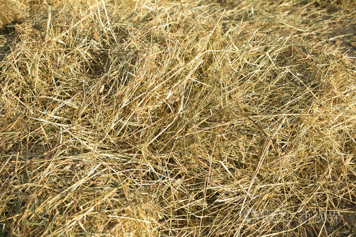 干草拍摄大量关闭