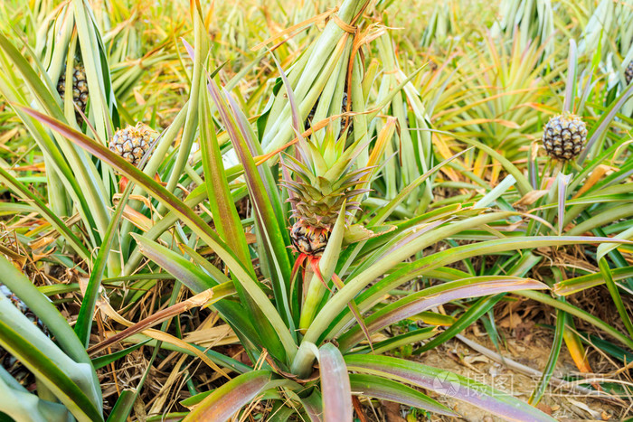 在泰国北部的菠萝植物