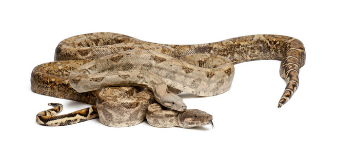 两个常见北部蟒蛇，蟒蛇 imperator，从猪岛 洪都拉斯 中美洲 白色背景