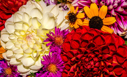 照片的美丽特写抽象花背景包括许多花