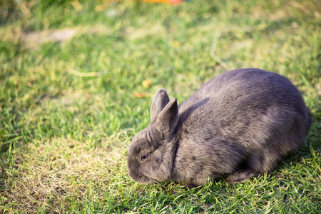 在花园里吃草的野兔小兔子