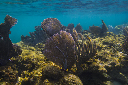罗阿坦岛岸边的浅礁
