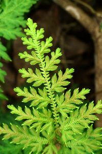 蕨类植物的新鲜绿叶穗苔科