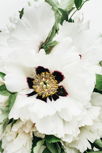 白牡丹花花束特写图片