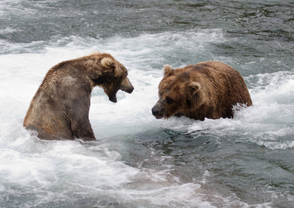 阿拉斯加棕熊战斗