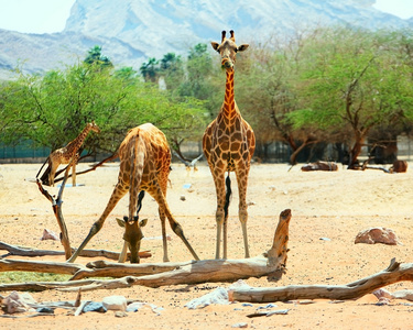 长颈鹿是饮食和饮水