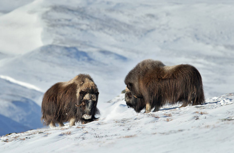 挪威冷冬期间两只雄性麝香牛 Ovibos moschatus 在雪 Dovrefjell 山上的特写