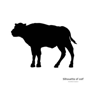 黑色的剪影野牛小牛在白色背景。年轻的水牛孤立绘图。狂野的公牛形象。北美洲的动物