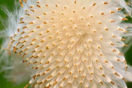 利用风传播的植物种子照片