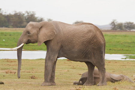 大象在安博塞利国家公园