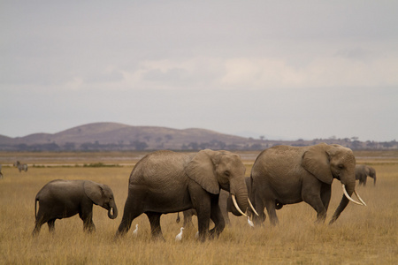 大象在安博塞利国家公园