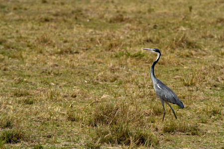 鸟在马赛玛拉国家保护区