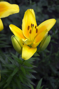 在花园里绽放的黄色百合, 美丽的夏花, 背景