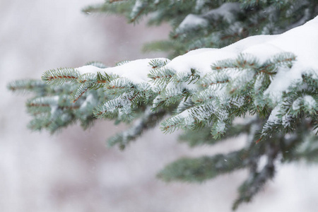 松林中的松树枝与飘落的雪图片