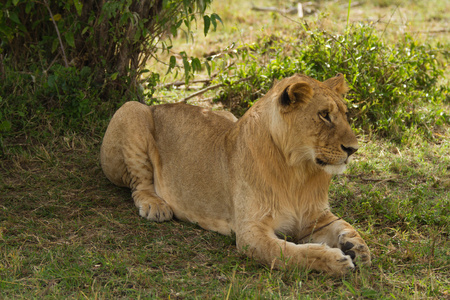 狮子在马赛玛拉国家保护区