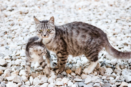 猫和小猫图片