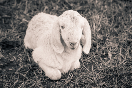 黑色和白色的小羊羔图片-黑色和白色的小羊羔素材-黑
