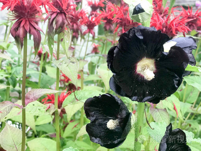 黑色芙蓉花有大而明亮蓬松的新鲜花瓣在红色的花朵monardafistulosa的
