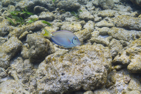 海洋刺尾鱼在礁石上游过岩石照片