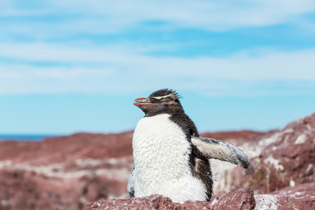 凤冠企鹅在阿根廷