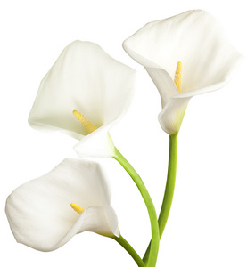 三个白色的花