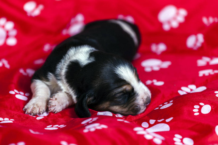 轻轻的巴塞猎犬小狗, 这是一个老的一个星期躺在一个红色的垫子和睡觉