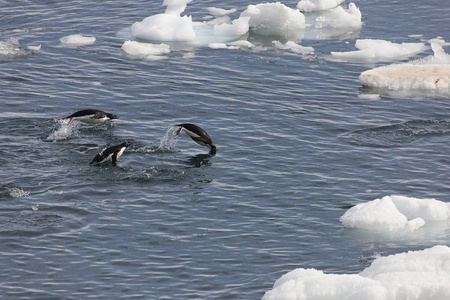 Adlie 企鹅在南极一个阳光明媚的日子独自在浮冰上