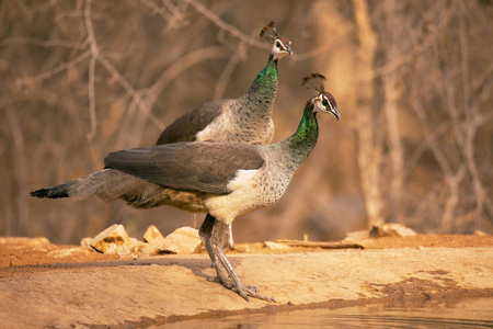 印度孔雀, Pavo cristatus女性, Jhalana, 拉贾斯坦邦印度