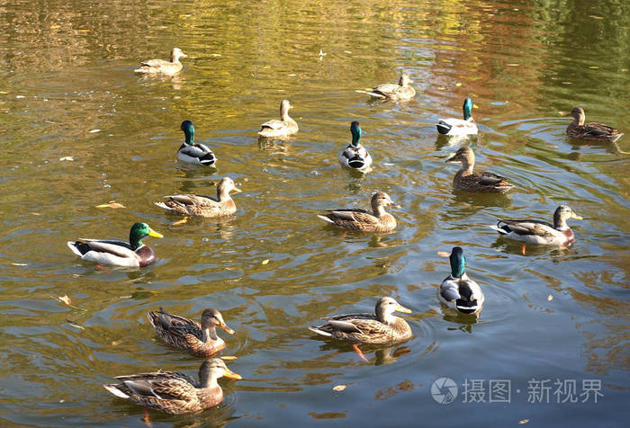 秋天湖面上的一群野鸭