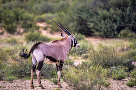 大羚羊, 羚羊南非 gazela, 卡拉哈里南非