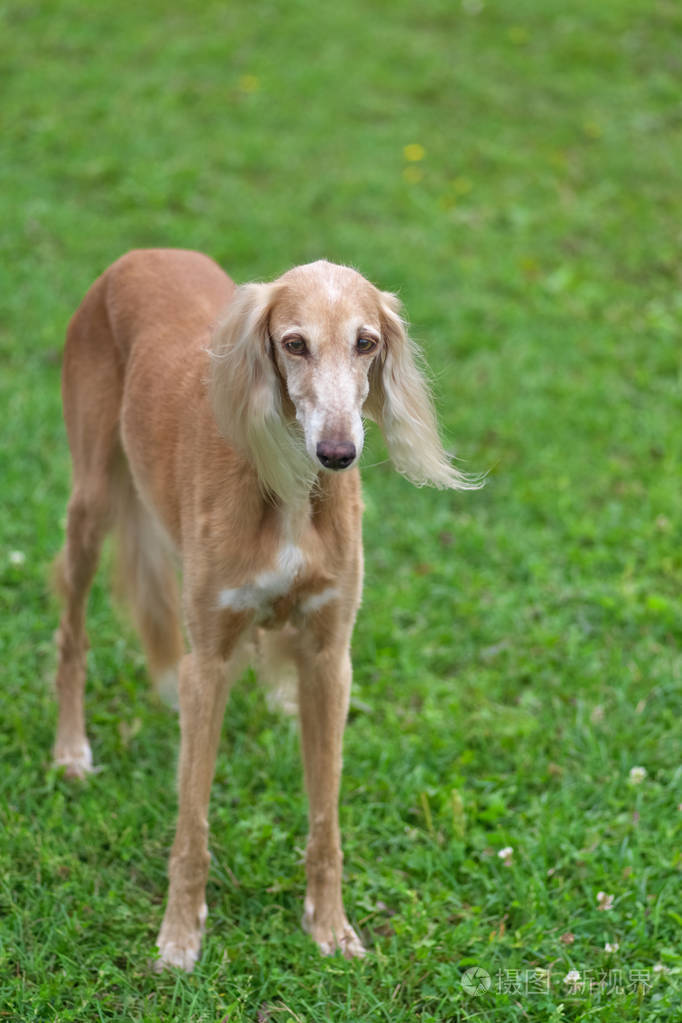 saluki 波斯灰狗, 中型猎狗, 特写