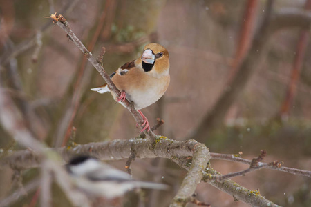 Hawfinch Coccothraustes Coccothraustes 坐在一个分支下的一个开始暴雪下降的雪