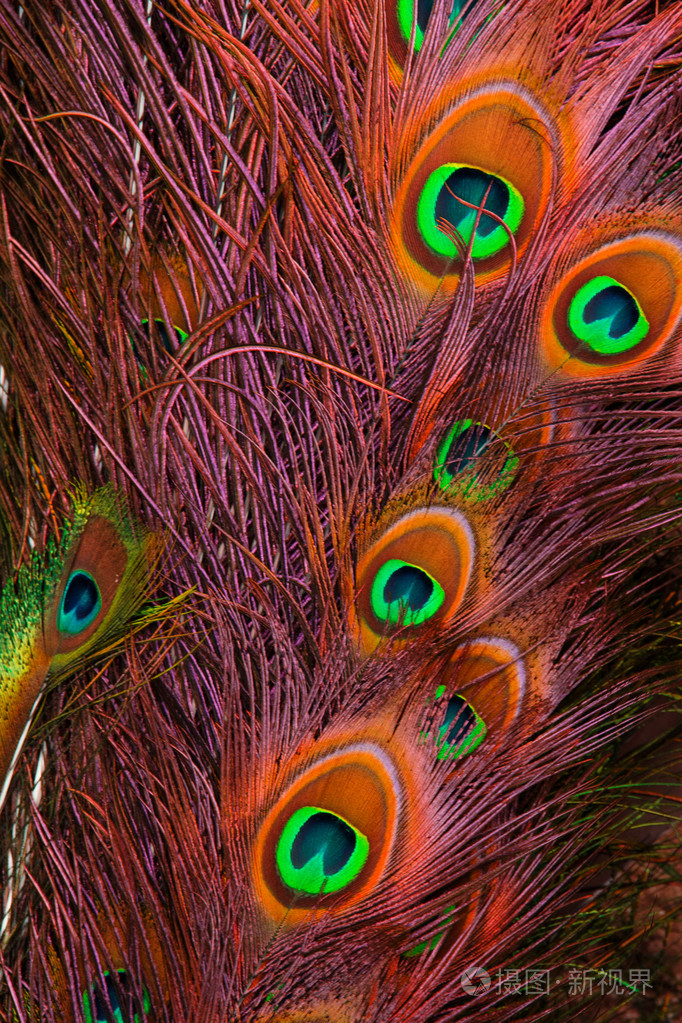 一只雄性孔雀展示其令人惊叹的尾巴羽毛的特写