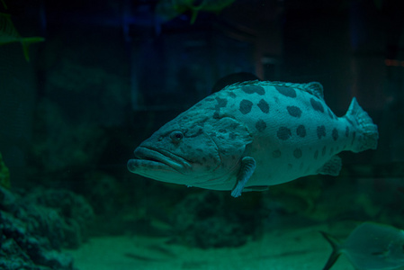 在水族馆动物园图片