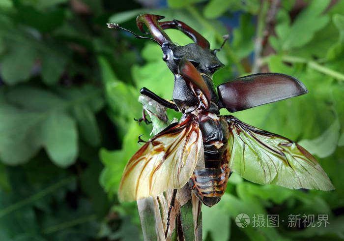 在橡树林中张开翅膀的雄鹿甲虫特写