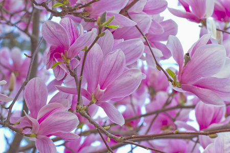 桃花开