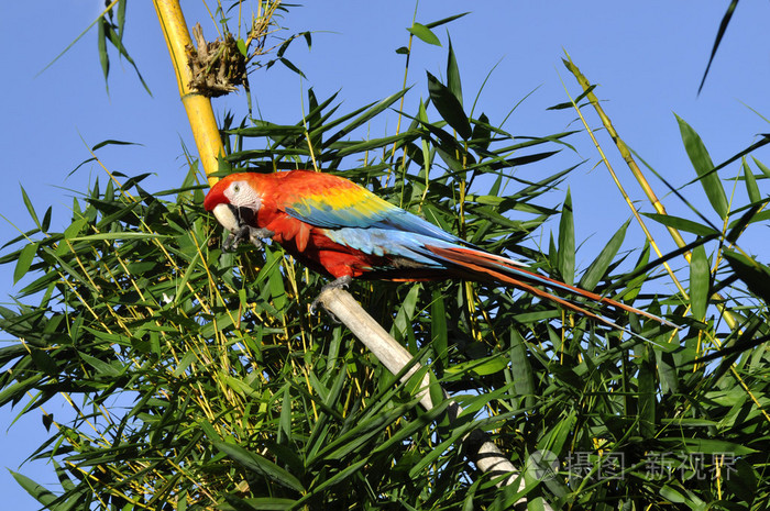 亚马逊鹦鹉ara ararauna 在一片蓝天